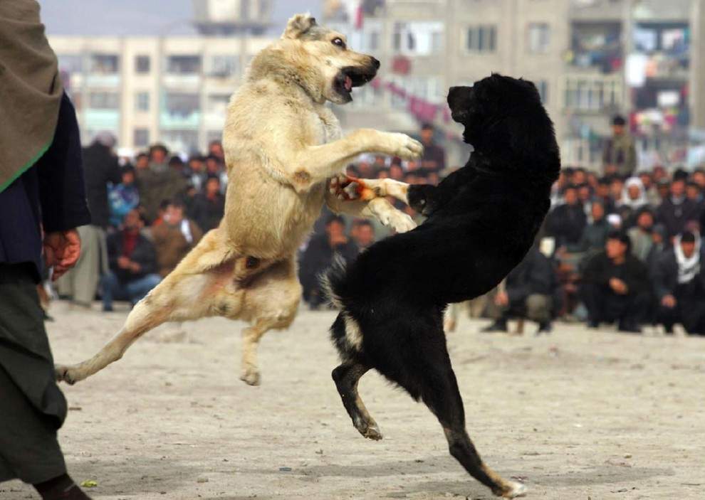 В Казахстане планируют создать заслон для собачьих боев и жестокости к животным  