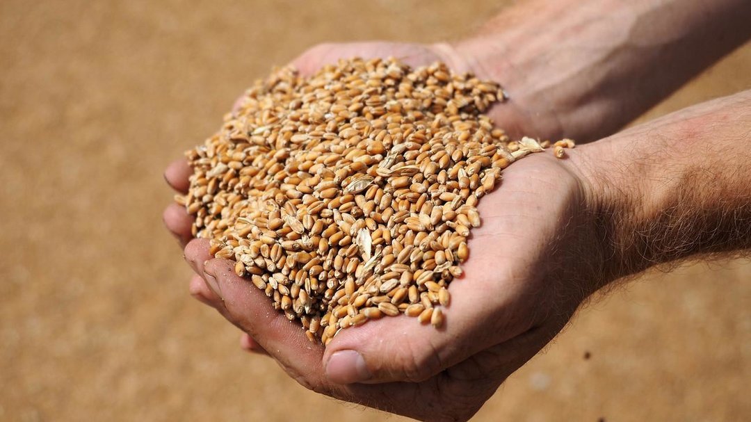 Российский зерновой союз снизил прогноз по сбору пшеницы в 2021 году