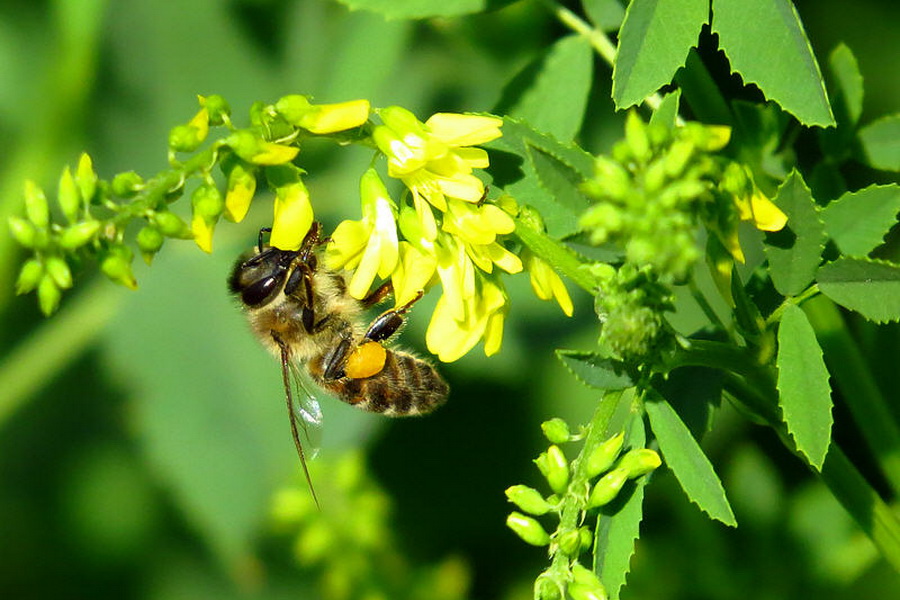 Лесные земли Акмолинской области используют для пчеловодства