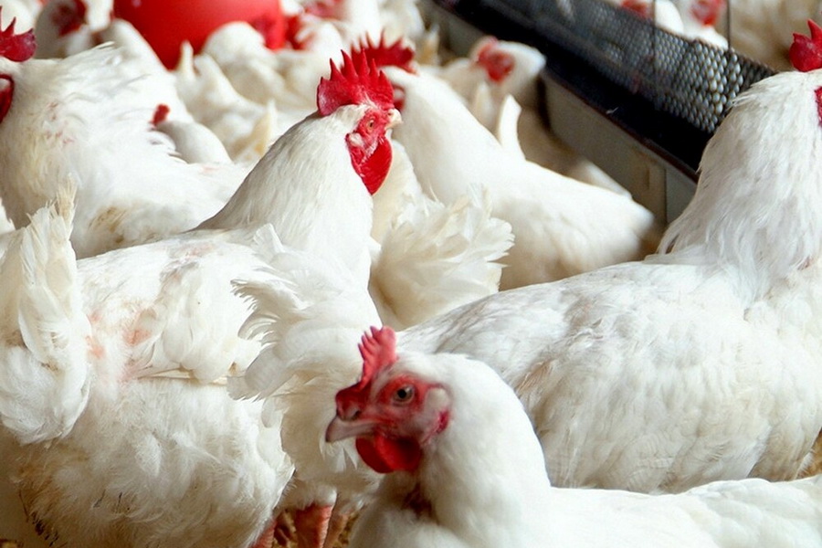 Поголовье птицы в РК снизилось на 2,8% из-за птичьего гриппа 