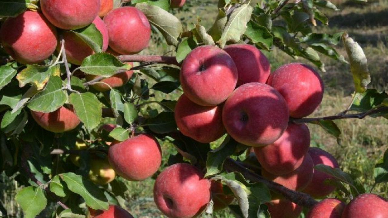 «Алматылық апортқа» ерекше қауіп төніп тұр