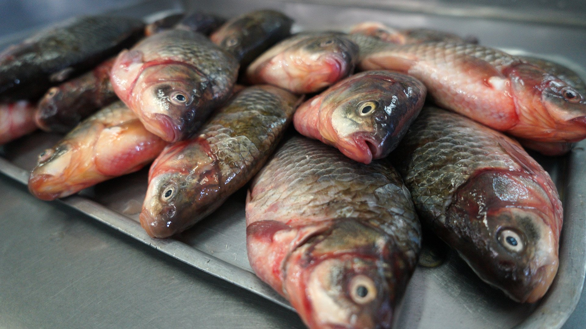 В Казахстане планируется выращивать порядка 270 тысяч тонн товарной рыбы в год 