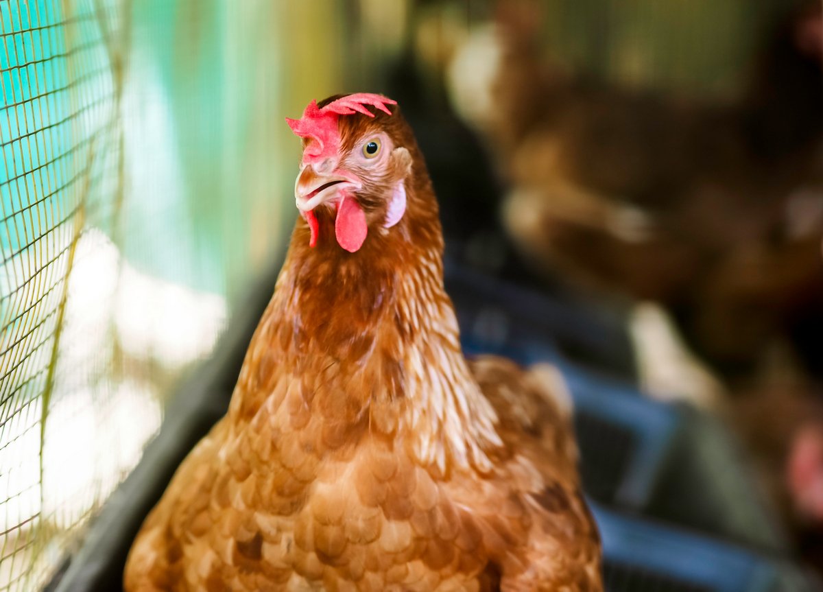 Россельхознадзор запретил ввоз мяса птицы с севера Казахстана из-за гриппа птиц