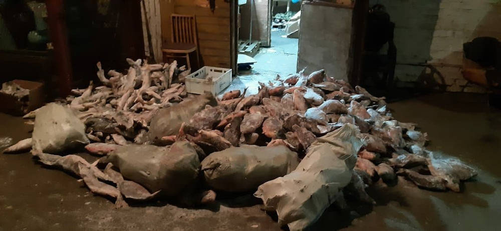 Өскемен тұрғынынан бір тоннадан астам балық тәркіленді 