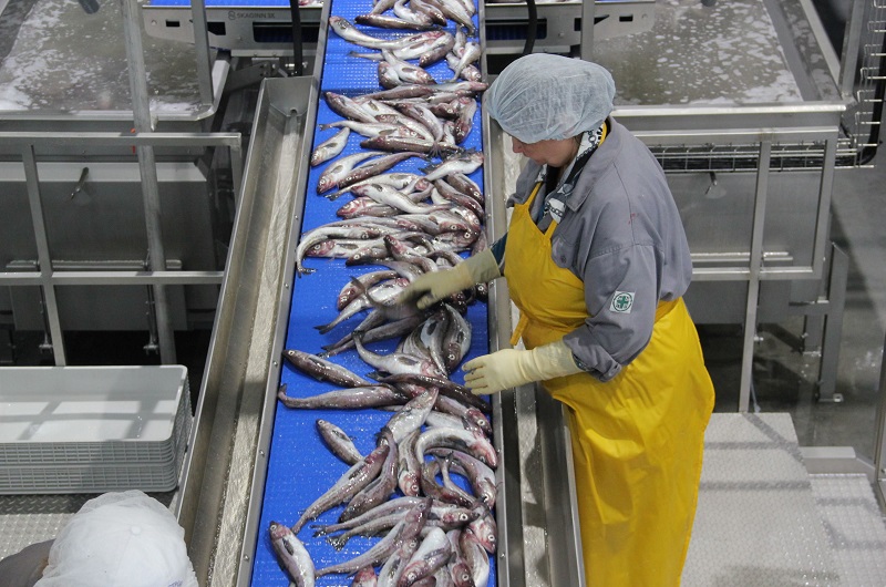 Минэкологии предлагает построить пять рыбных заводов  