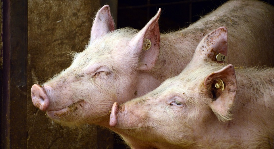 Российские регионы загибаются от африканской чумы свиней