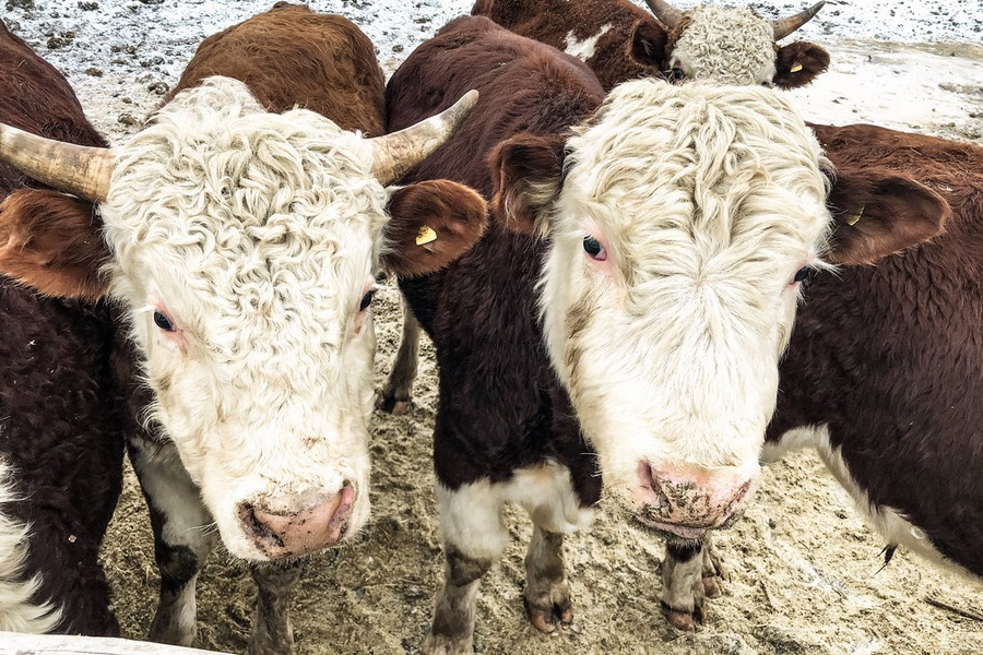 В Жамбылской области животноводов просубсидируют на 5,2 млрд тенге