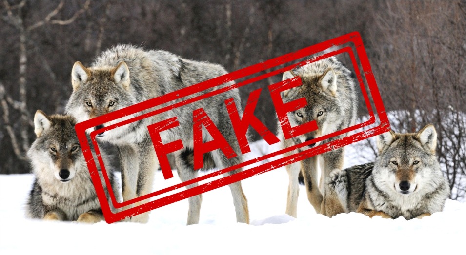 Информация о стае волков близ столицы является фейковой  