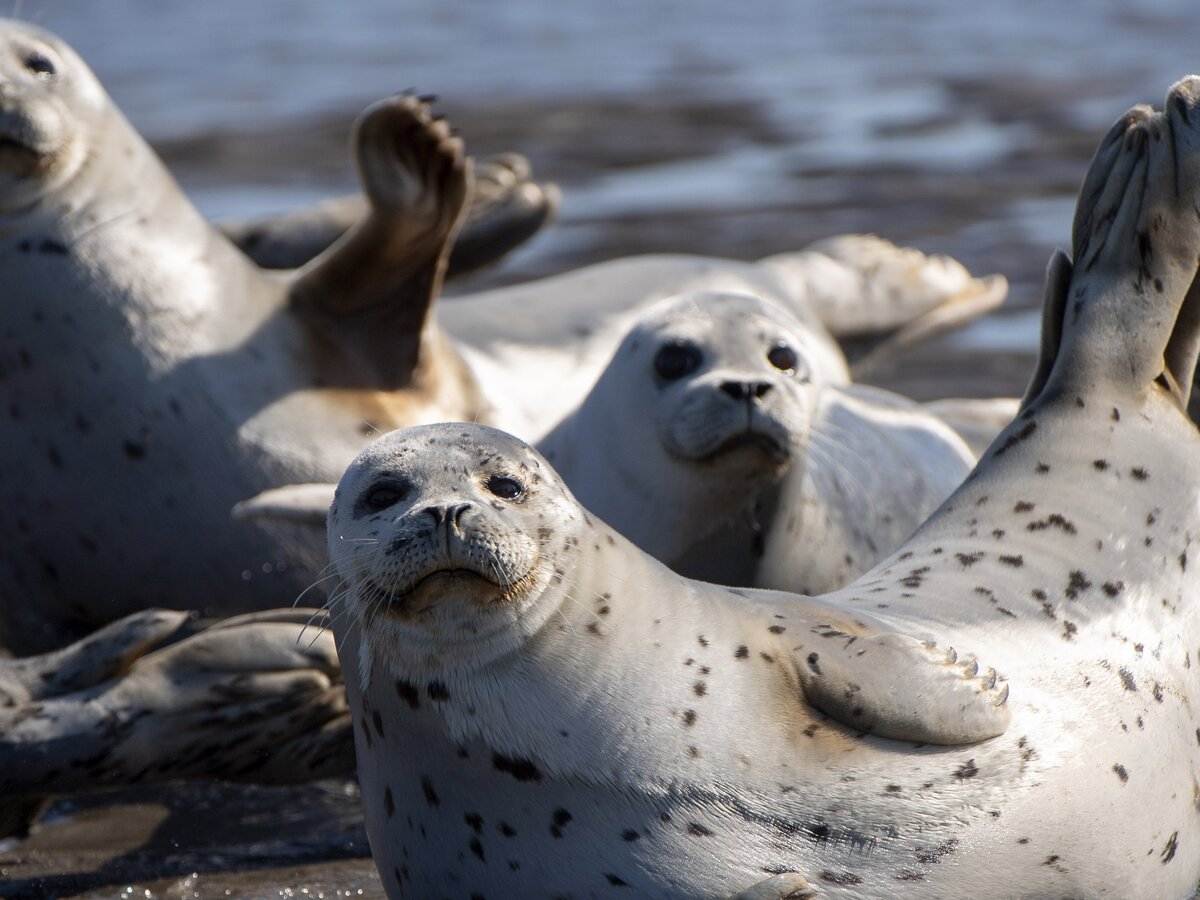 Токаев призвал сохранить популяцию тюленей и сайгаков  