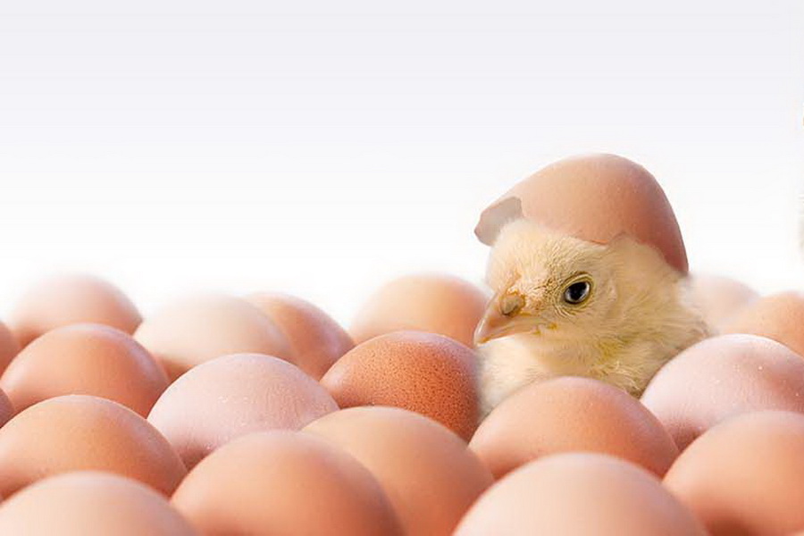 Производство яиц в Карагандинской области сократилось на 9,5% за девять месяцев  