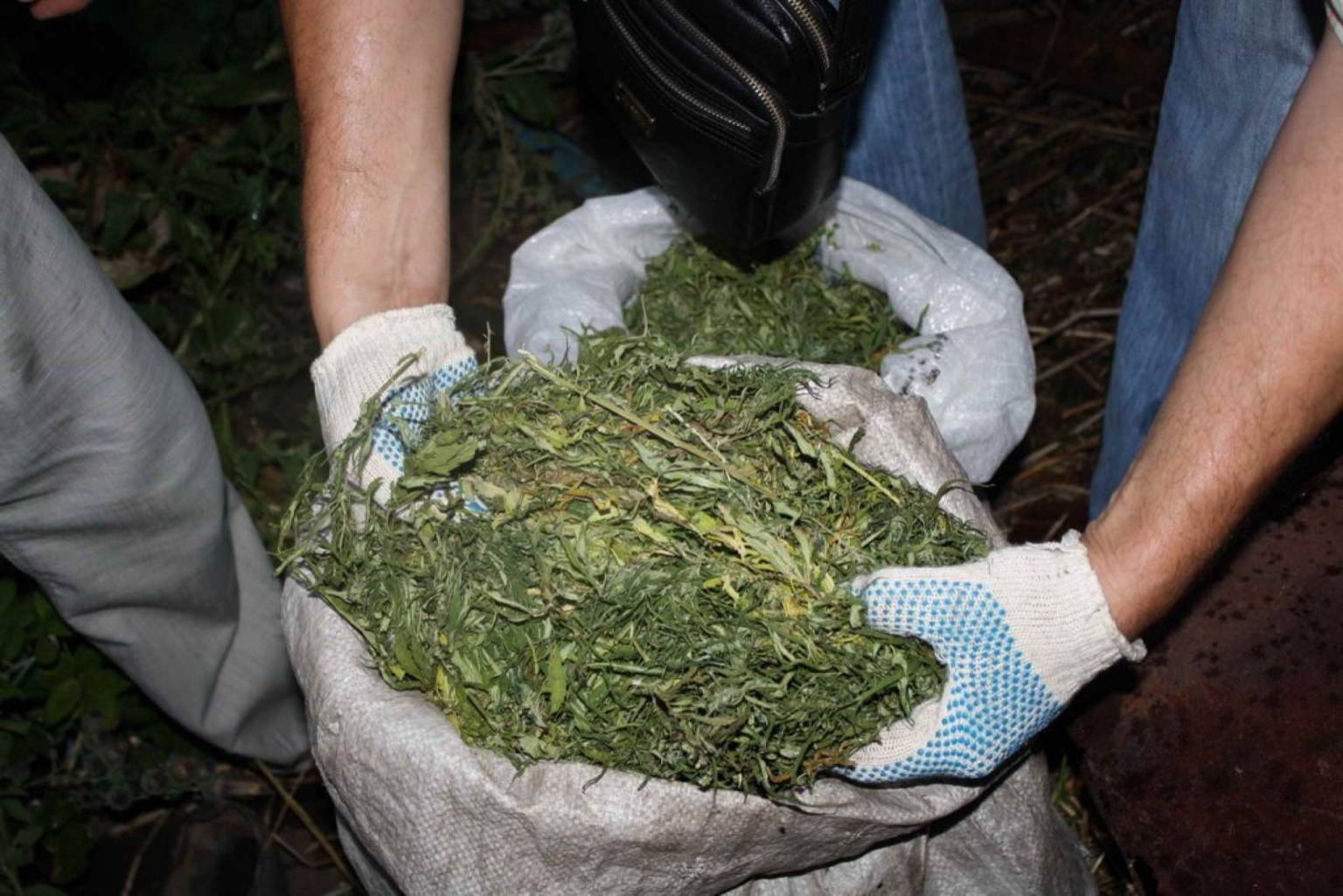 В Павлодаре у наркодилера изъяли почти 140 кг марихуаны  
