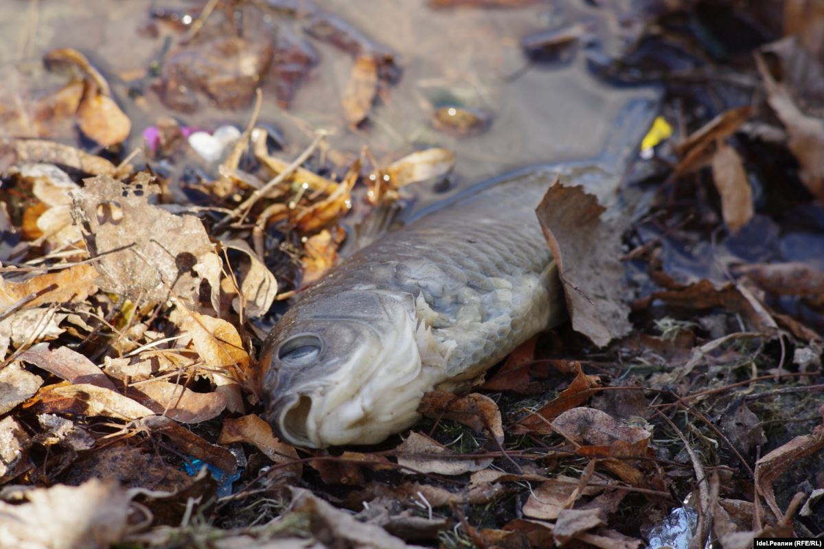 Виновные в отравлении рыбы в реке Урал должны понести наказание – Президент РК  