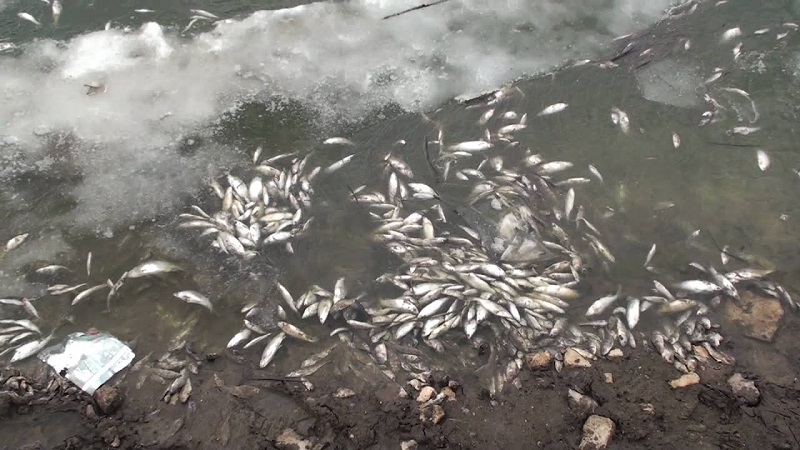 Более 6 тонн рыбы погибло в озере Токпан Кызылординской области  