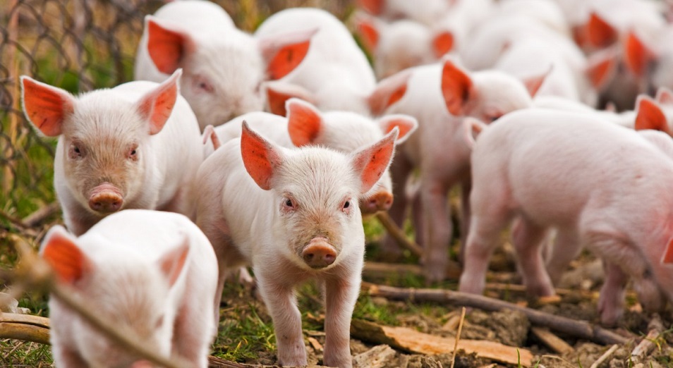 Африканская чума свиней может закрыть для Казахстана китайский рынок  