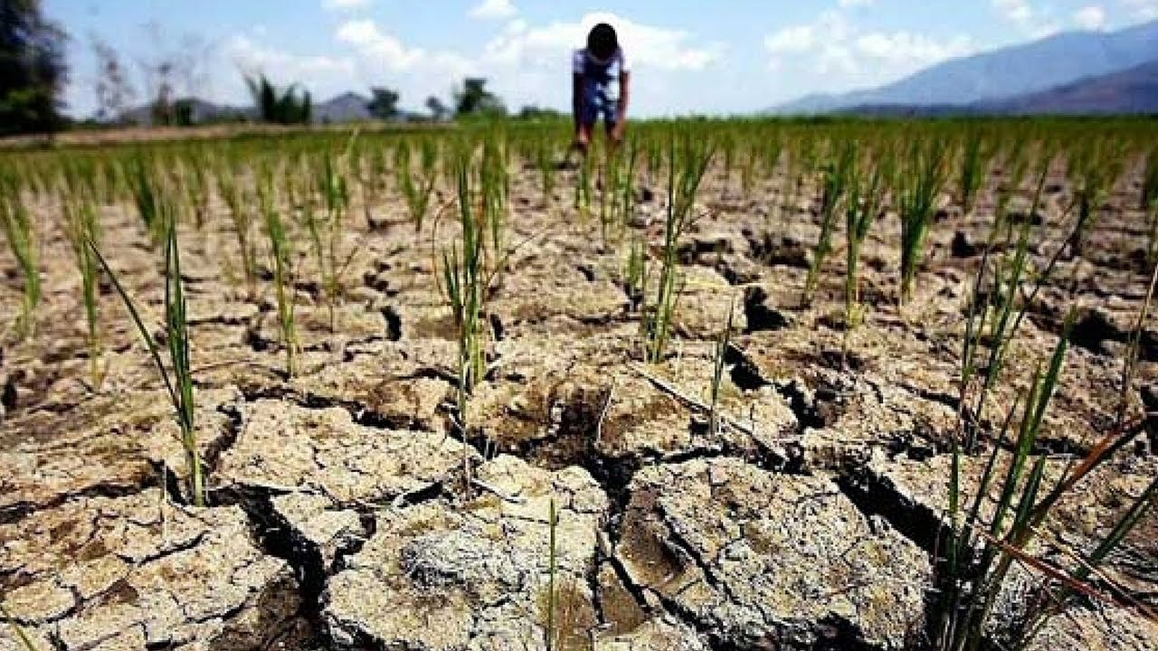 Пострадавшие от засухи аграрии возмущены отказом в пролонгации обязательств перед Продкорпорацией