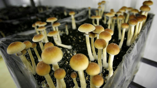 Плантацию по разведению галлюциногенных грибов ликвидировали в столице Казахстана