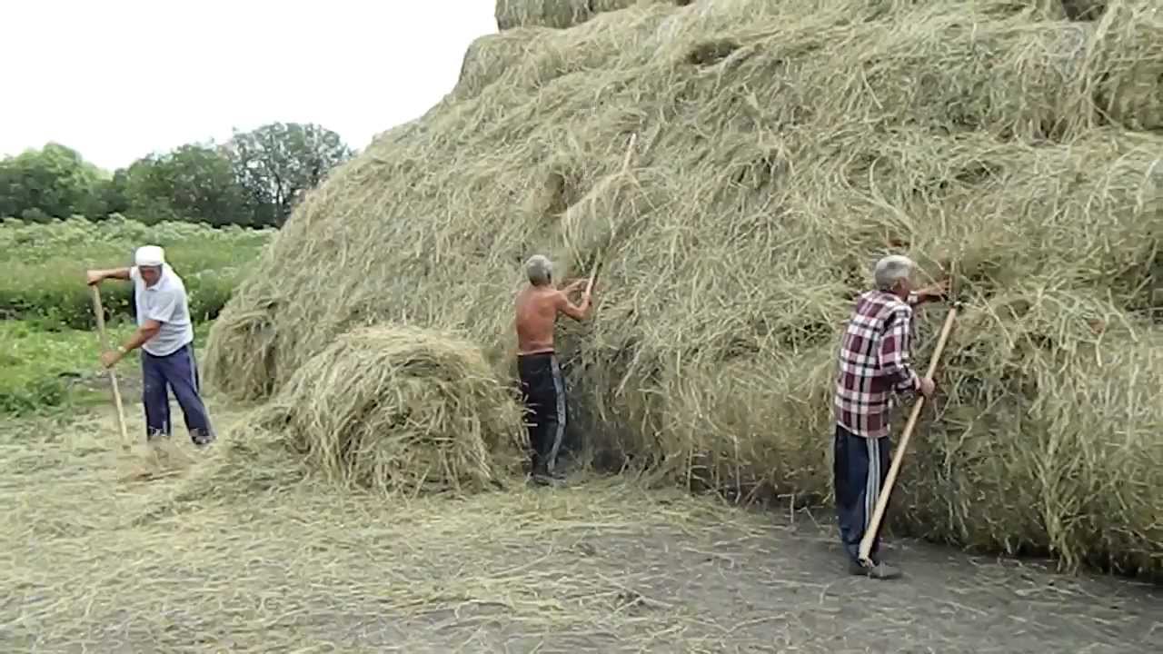 В Мангистауской области острая нехватка кормов