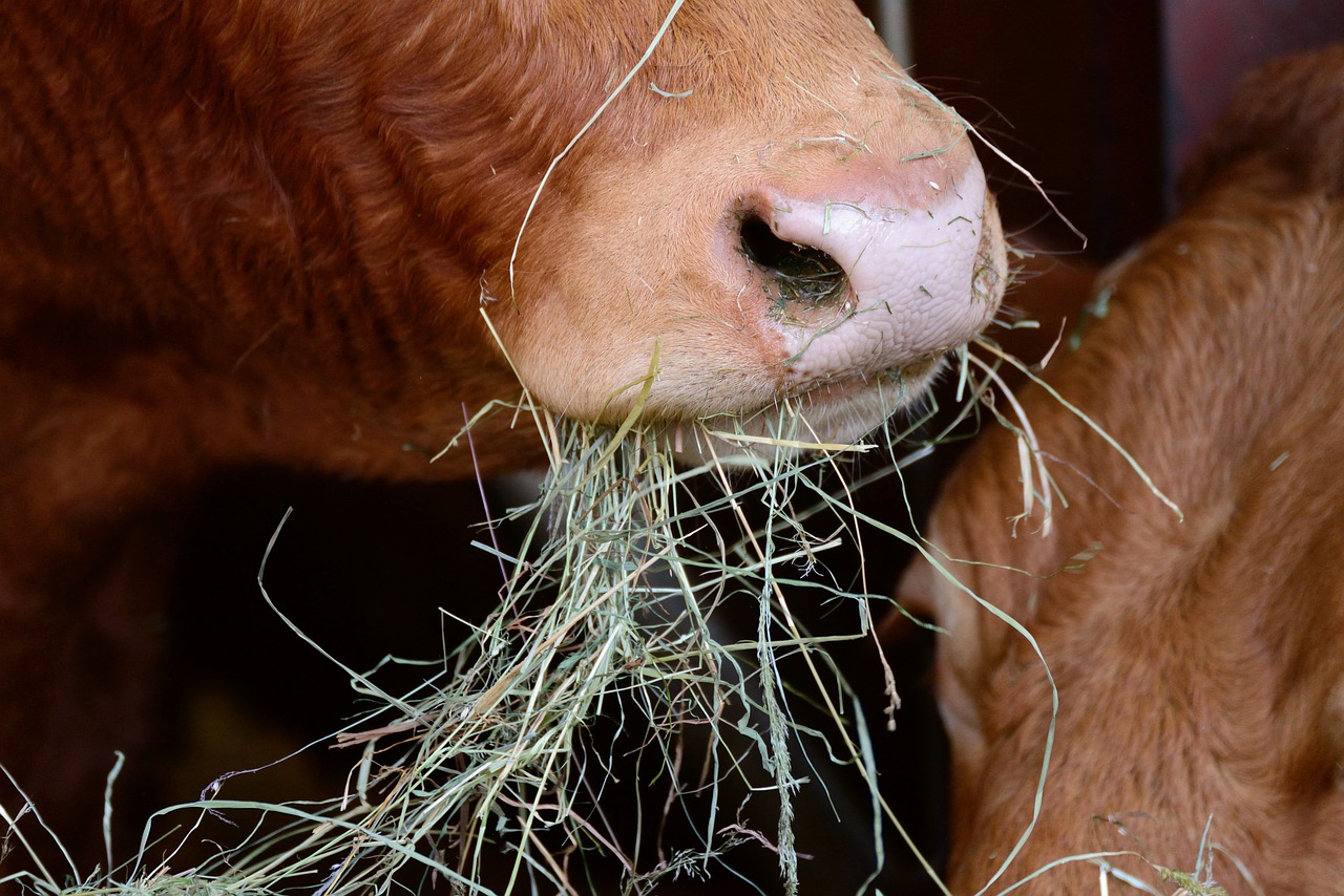 В Мангистау готовятся изменить ситуацию с кормовой базой для скота  