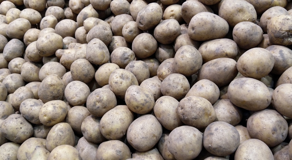 Ученые помогут бизнесу в картофеле