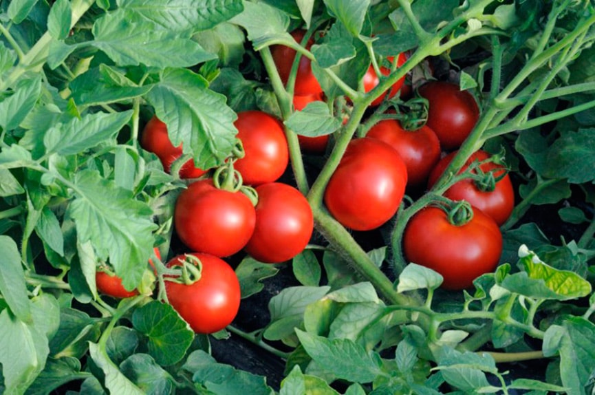 Россия снимает ограничения на ввоз казахстанских томатов