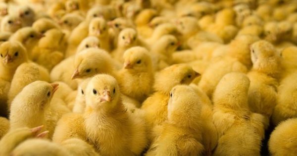 Недавно "вылупившаяся" Макинская птицефабрика уже столкнулась с налоговыми претензиями 