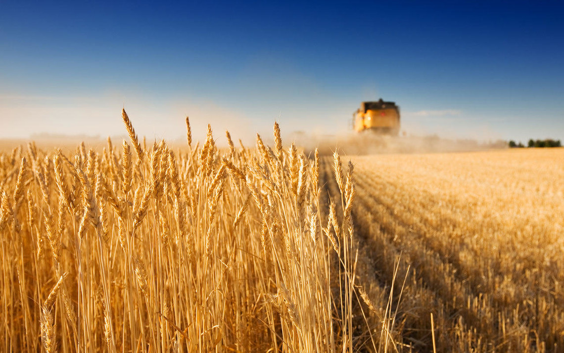 Минсельхоз США дал прогноз по урожаю пшеницы в Казахстане