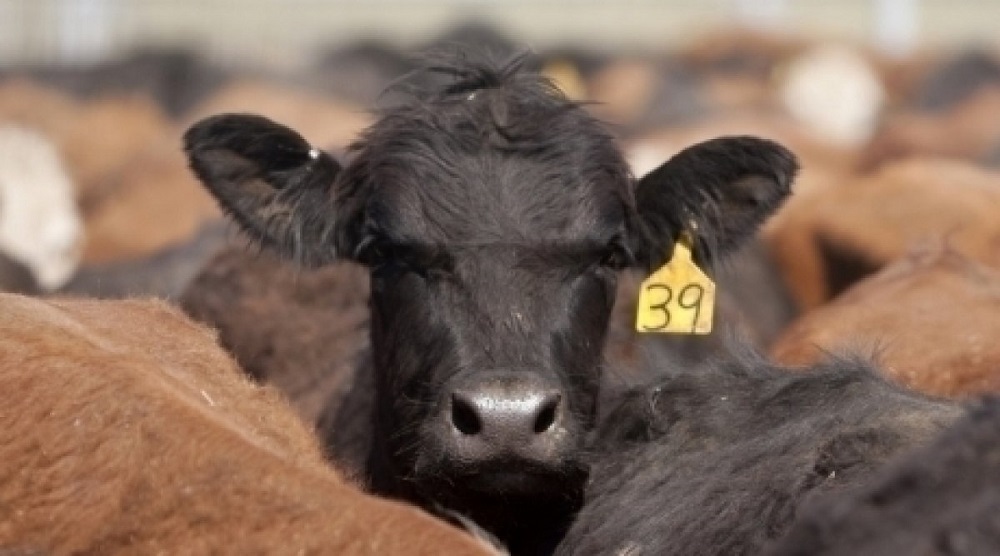 Казахстан из-за ящура ввёл ограничения на ввоз мяса и молочной продукции из Приморского края РФ   