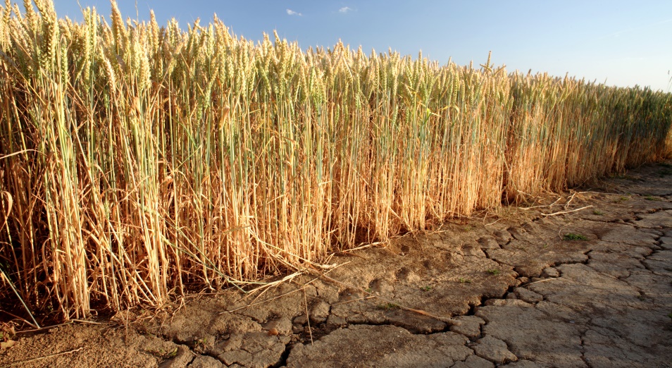 Экстремальная засуха в РК: цены на корма взлетели, фермеры на юге и западе на грани разорения