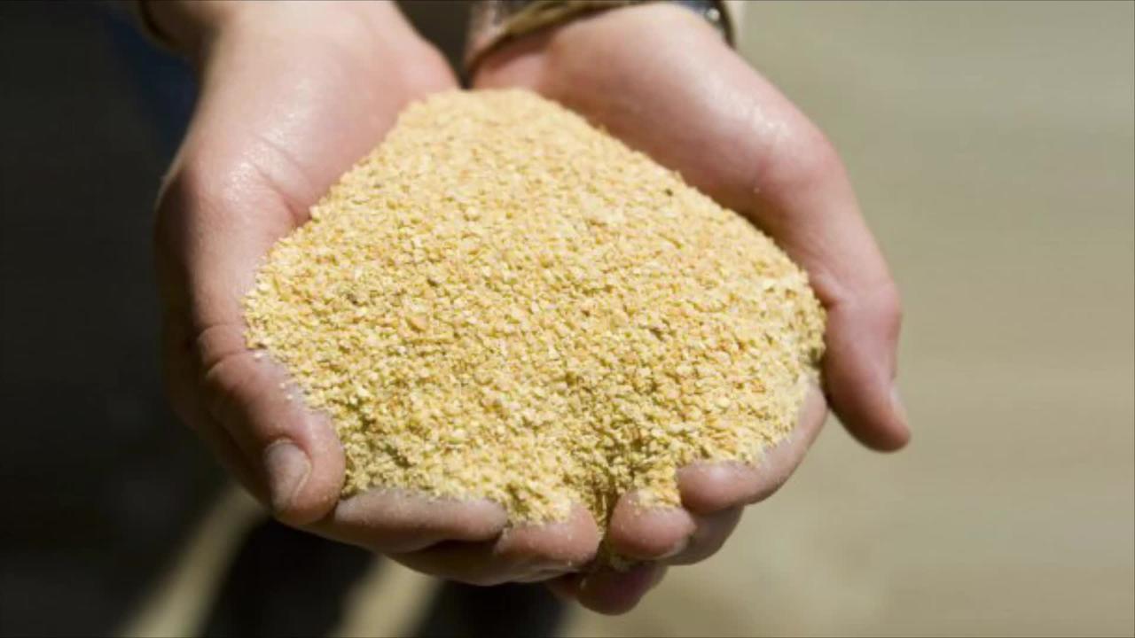 Россия не пропустила в Казахстан корма с ГМО  