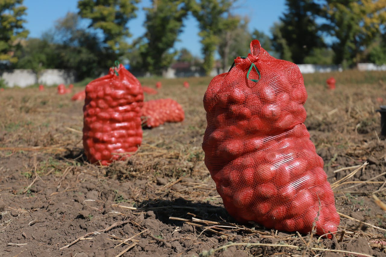 5 тонн безвирусного картофеля собрали ученые-биологи университета ВКО
