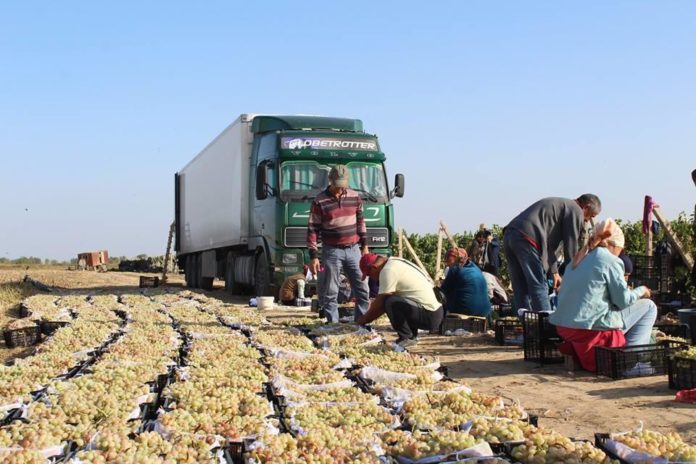 Күнгейдің жүзімі Ресейге жөнелтілуде