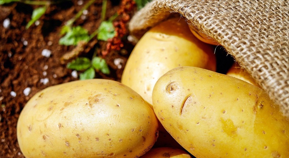 Глава минсельхоза: Картофель со склада уходит по 200 тенге за килограмм