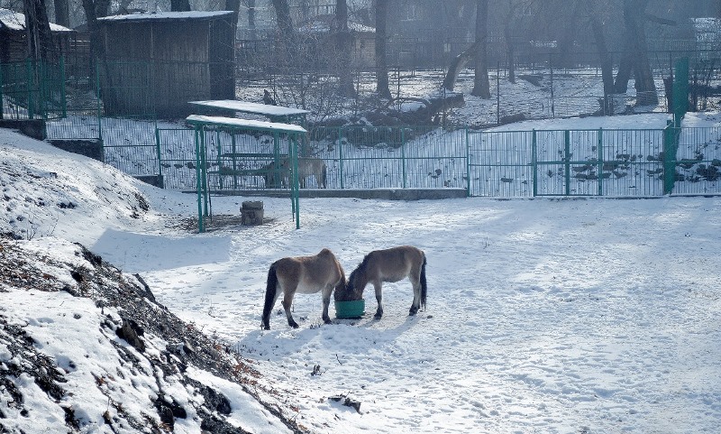 Мюнхеннен әкелінген құландар төлдей бастады