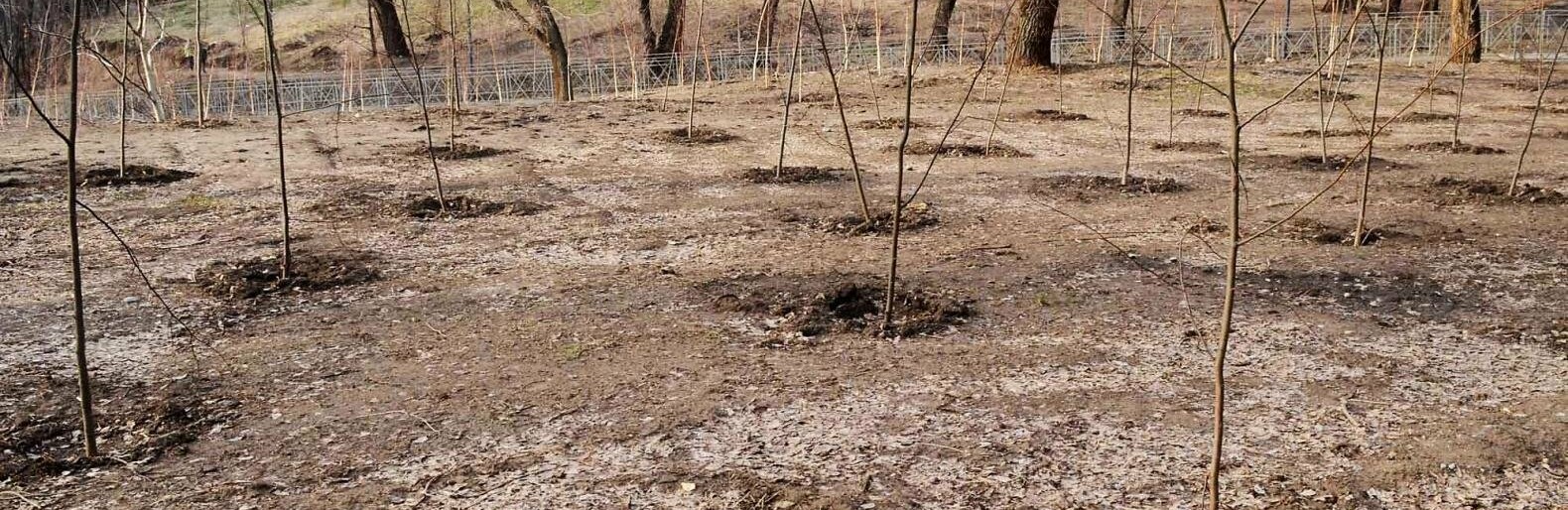 Алматыда екі айдың ішінде 28 мыңнан астам көшет отырғызылды    
