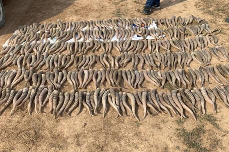 Қарағанды полицейлері Қызыл кітапқа енген жануарлардың 274 мүйізін тәркіледі 