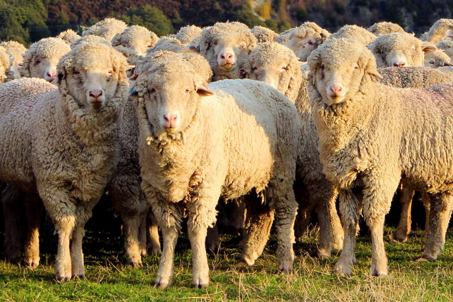 Региональная программа овцеводства запущена в СКО