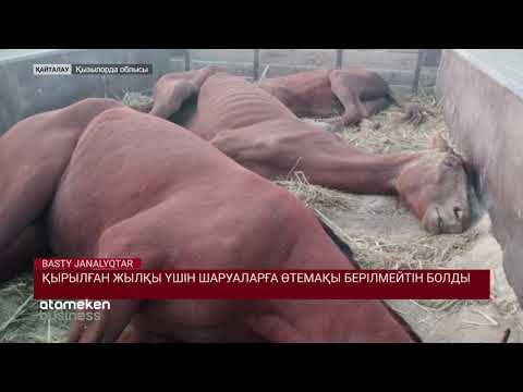 Қырылған жылқы үшін шаруаларға өтемақы берілмейтін болды 