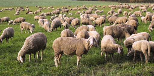 Овцеводы ВКО просят отменить пошлины на шерсть