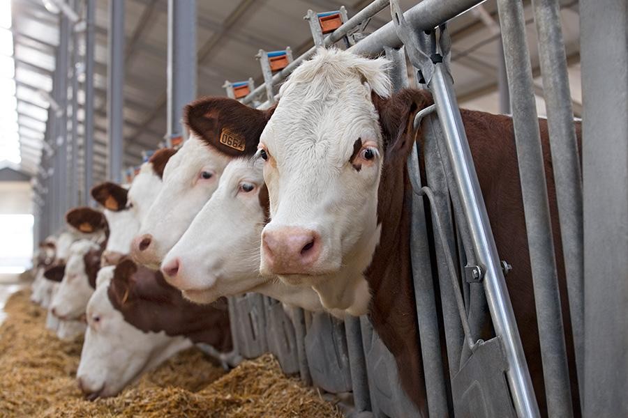 В СКО в декабре планируют запустить пять молочных ферм