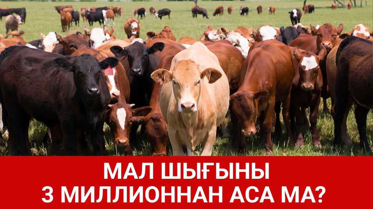 Мал шығыны 3 миллионнан аса ма?  