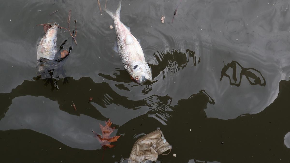 Озеро Пархач загрязнено органическими веществами
