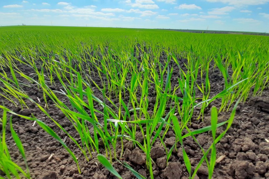 В Казахстане продлили сроки страхования посевов от засухи