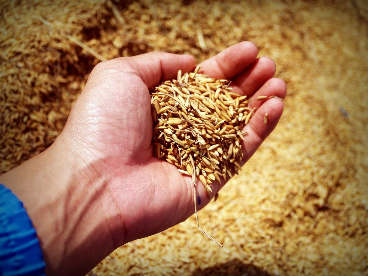 Россельхознадзор отмечает рост нарушений при вывозе зерна в Казахстан 