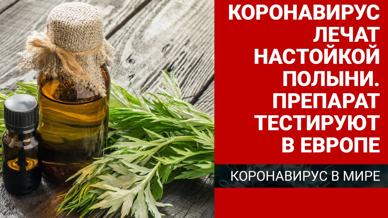 Коронавирус лечат настойкой полыни. Препарат официально тестируют в Европе
