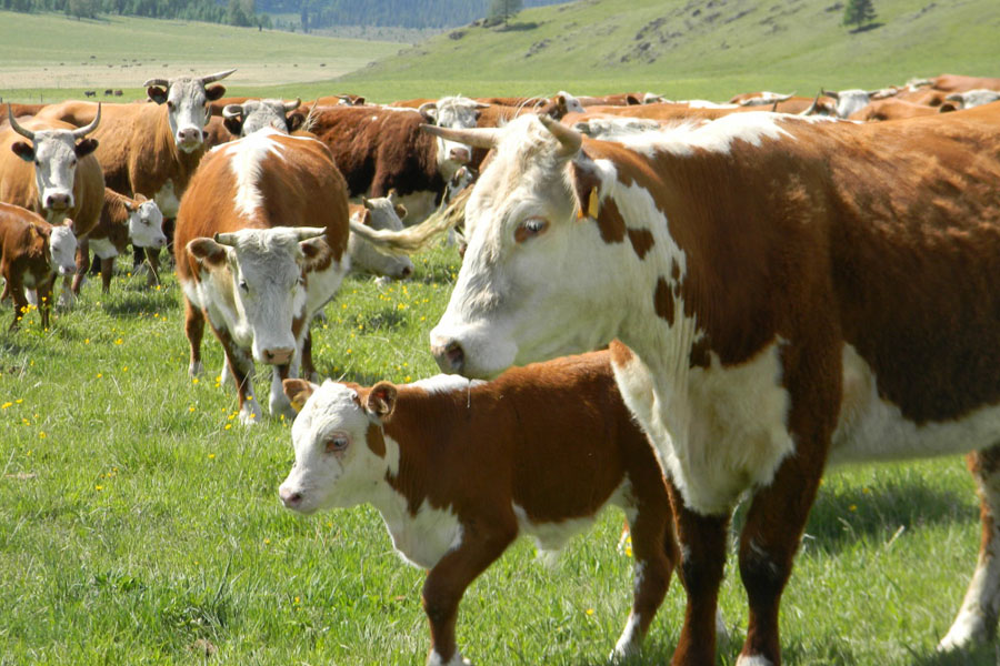 Фермеры не могут доказать, что завезли скот из России по программе "Сыбага" 