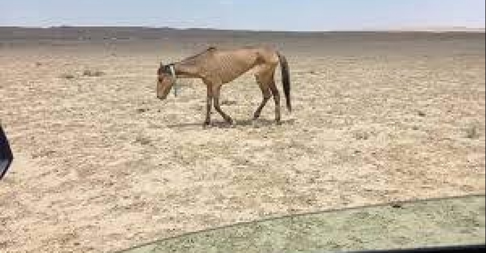 Маңғыстауда мал қырыла бастады 