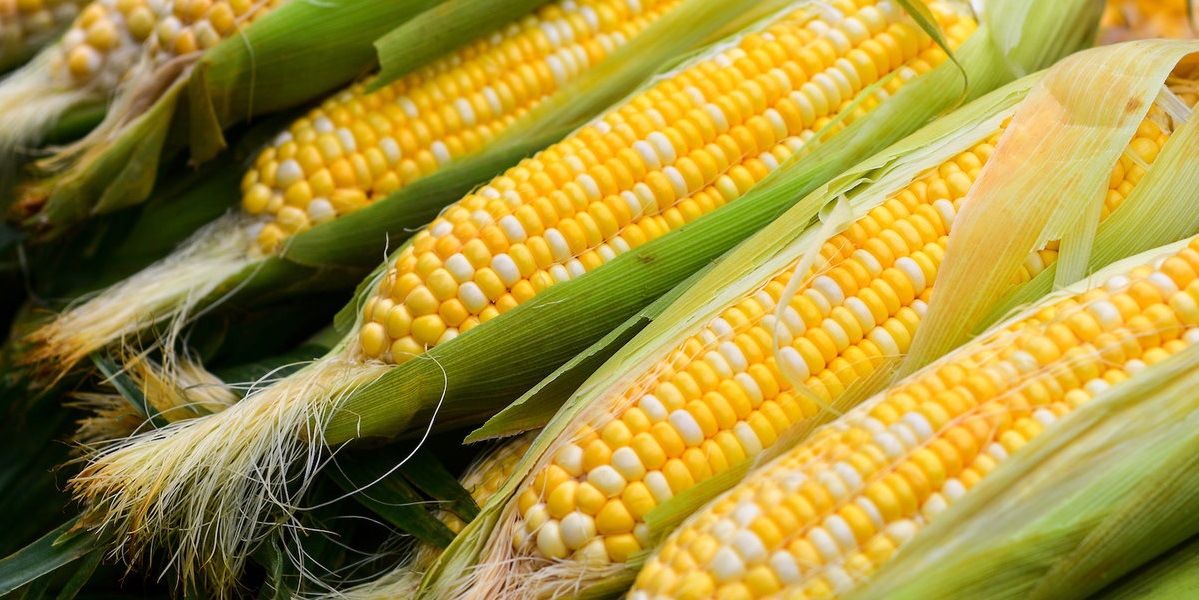 Производитель кукурузной продукции нуждается в сырье
