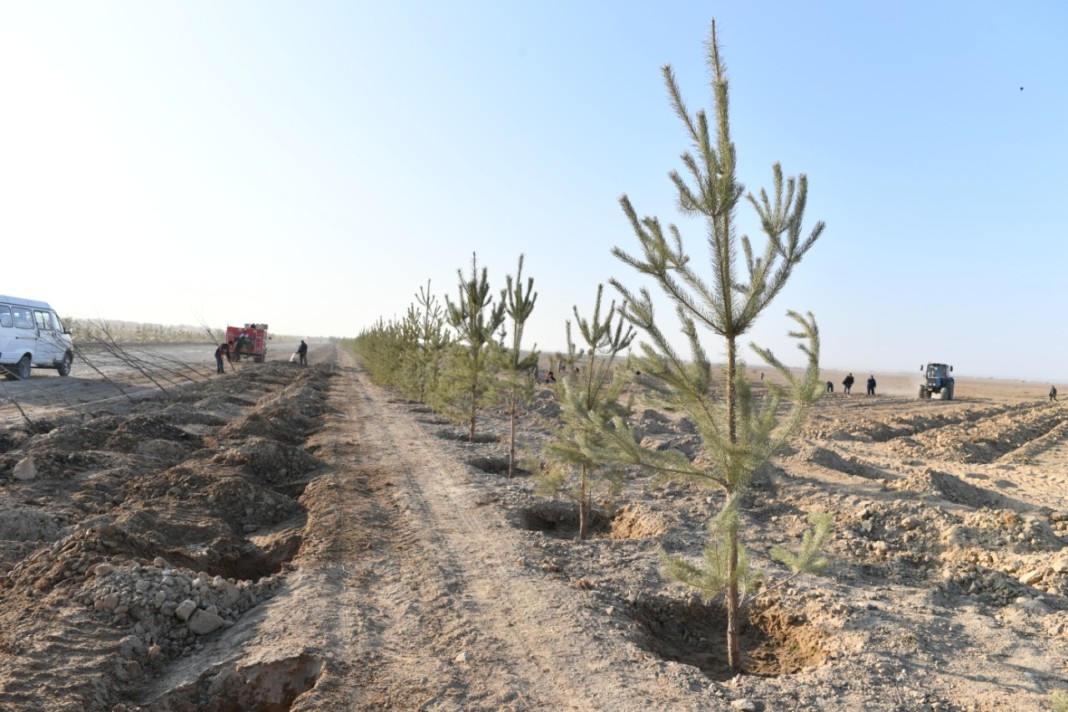 Түркістан қаласында 130 мың түп көшет егілді