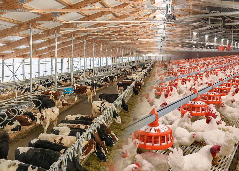 Для импортозамещения заработали 18 промышленных молочно-товарных ферм