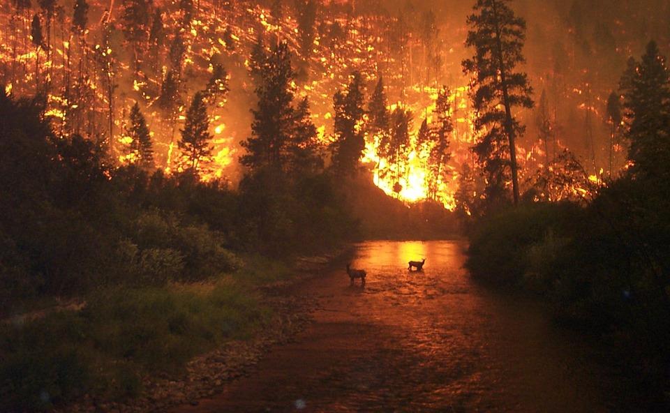От пожаров в Сибири пострадали около 10 тысяч животных